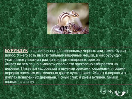 Информация о бурундуке