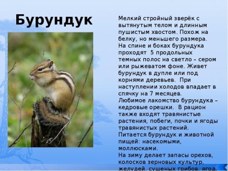 Бурундук краткое описание