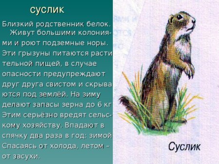Доклад про суслика 4 класс