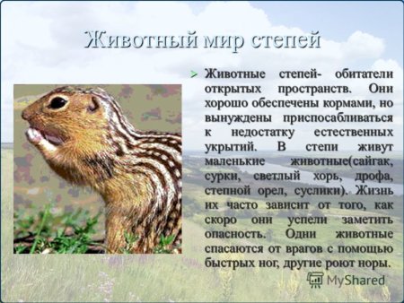 Сообщение о животных степи