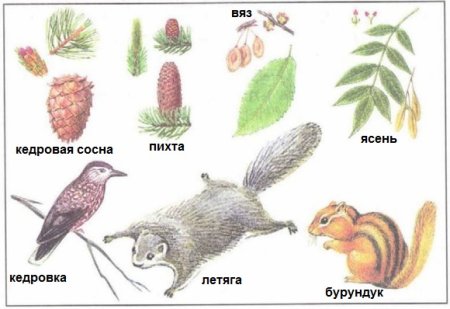 Рисунок животные тайги 4 класс окружающий мир
