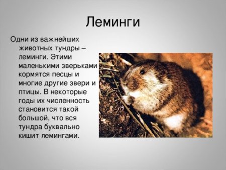 Животные тундры сообщение