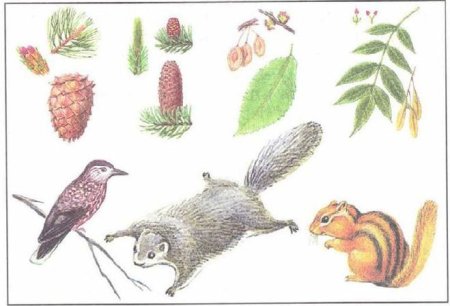 Рисунок лесных животных и растений