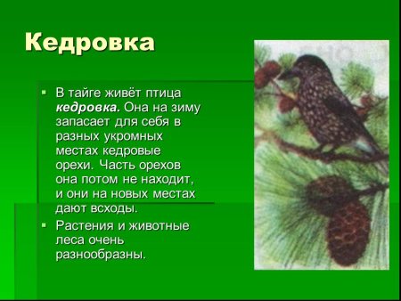 Рассказ о Кедровке