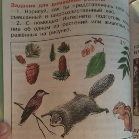 Подготовься сообщение об 1 из растений или животных