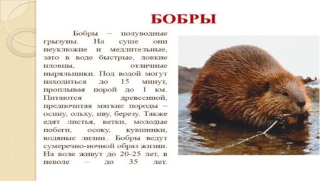 Животные из красной книши Воронежской области