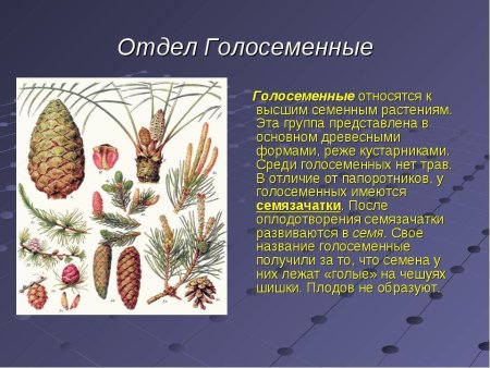 Что такое Голосеменные растения в биологии
