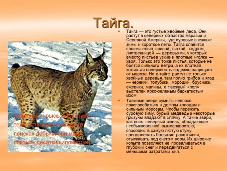 Информация о животных тайги