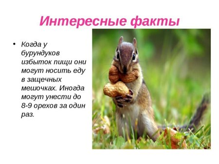 Интересные факты о лесных животных