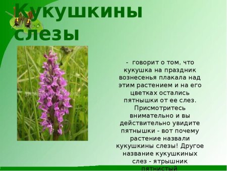 Живые организмы животные