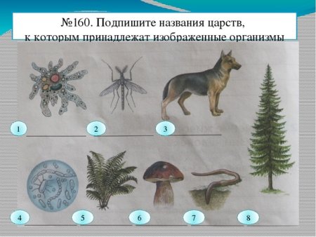 Венерий БАШМАЧОККРАСНАЯ книга России