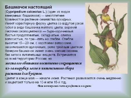 Чистотел ядовитое растение