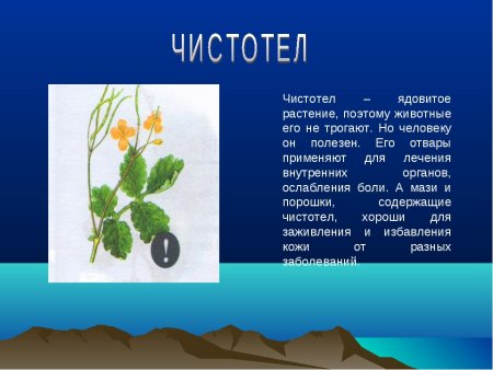 Животные растения грибы