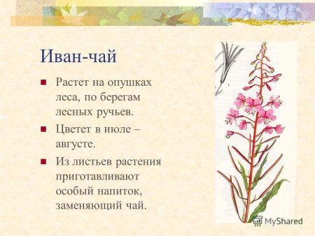 Растения из красной книги картинки и описание