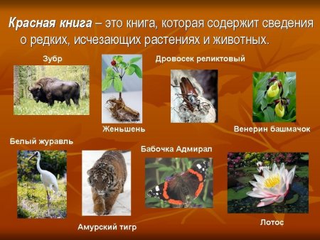 Примеры ночных животных