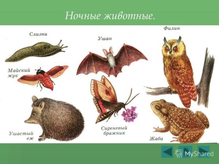 Цепочка питания 5 класс биология из 5 цепей