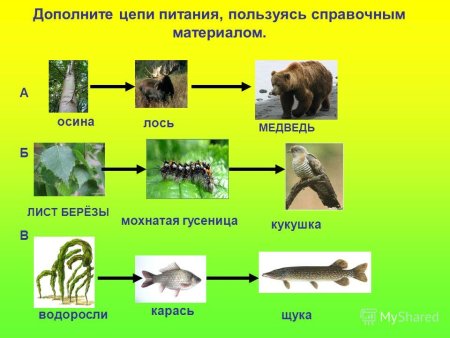 Животные из разных частей других животных