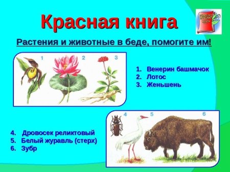 К каким царствам относятся организмы