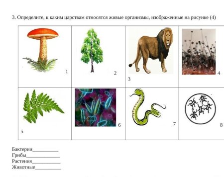 Растения из красной книги Башкирии