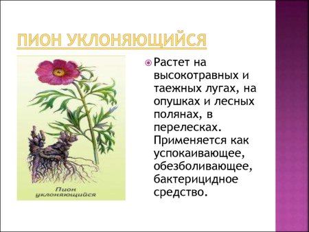 Схема пищевой цепи питания биология 5 класс
