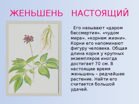 Редкие растения России Венерин башмачок