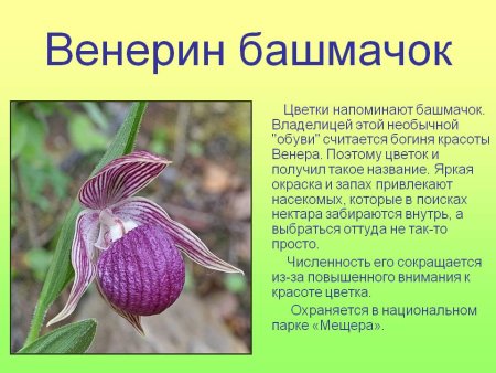 Проект красная книга 2 класс окружающий мир примеры