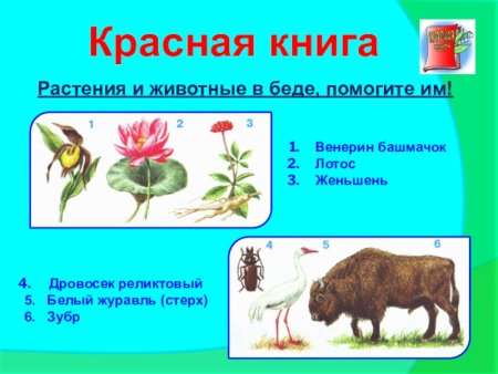Рассказ о красоте растений родного края