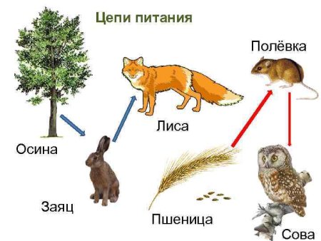 Цепи питания животных в широколиственных лесах