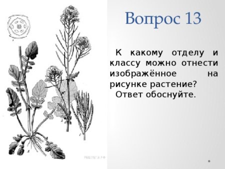 Названия животных занесенных в красную книгу России
