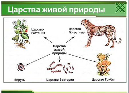 Растения и животные занесенные в красную книгу России для детей