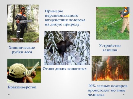 Прямое воздействие человека на природу