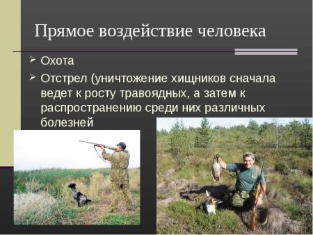 Прямое воздействие на животных