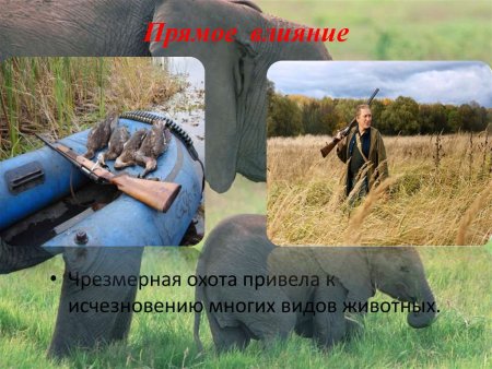 Прямое воздействие на животный мир