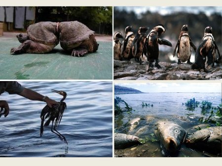 Экология животный мир