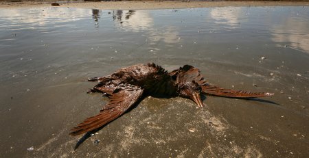 Разлив нефти птицы