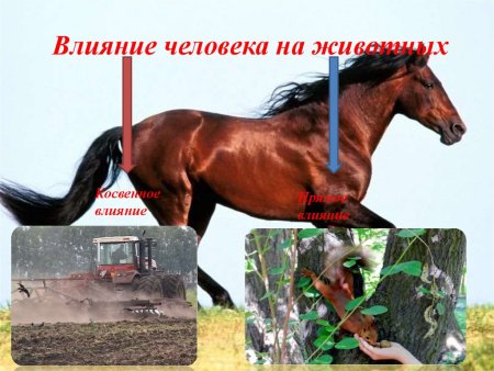 Воздействие человека на животный мир