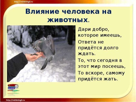 Воздействие человека на животный мир