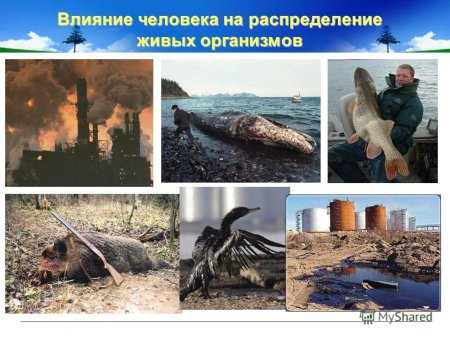 Отрицательное влияние человека на животных