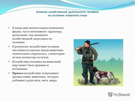 Прямое и косвенное воздействие человека на животных