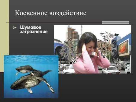 Влияние человека на животных