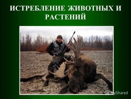 Отравление животных пестицидами