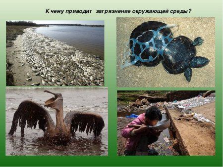 Влияние деятельности человека на окружающую среду