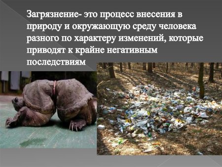 Последствия загрязнения окружающей среды