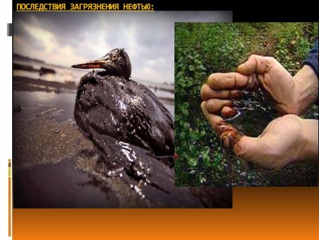 Отрицательное воздействие человека на животных