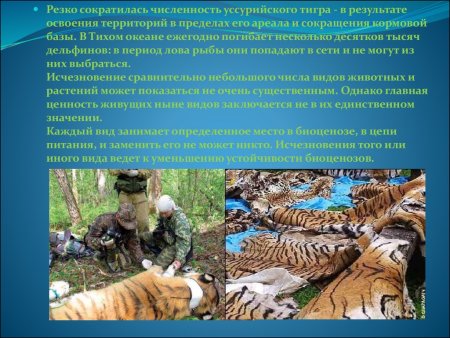 Антропогенные животные