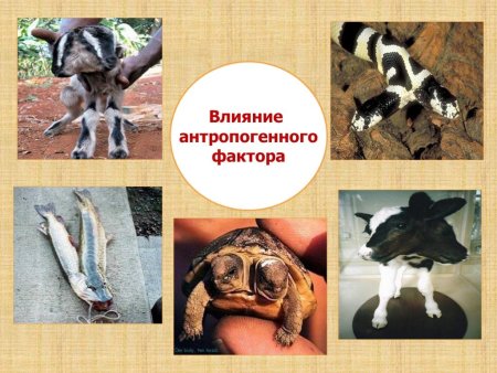 Влияние нефтяных загрязнений на птиц и животных