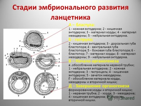 Стадии эмбрионального развития бластула гаструла