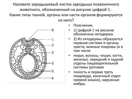 Эмбрион млекопитающего ЕГЭ биология