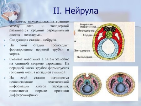 Онтогенез нейруляция