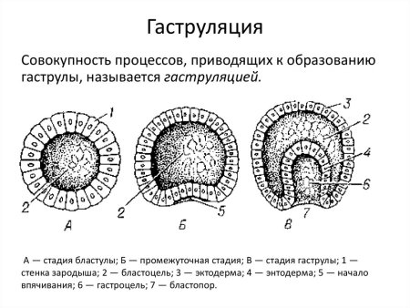 Эктодерма энтодерма мезодерма бластула гаструла
